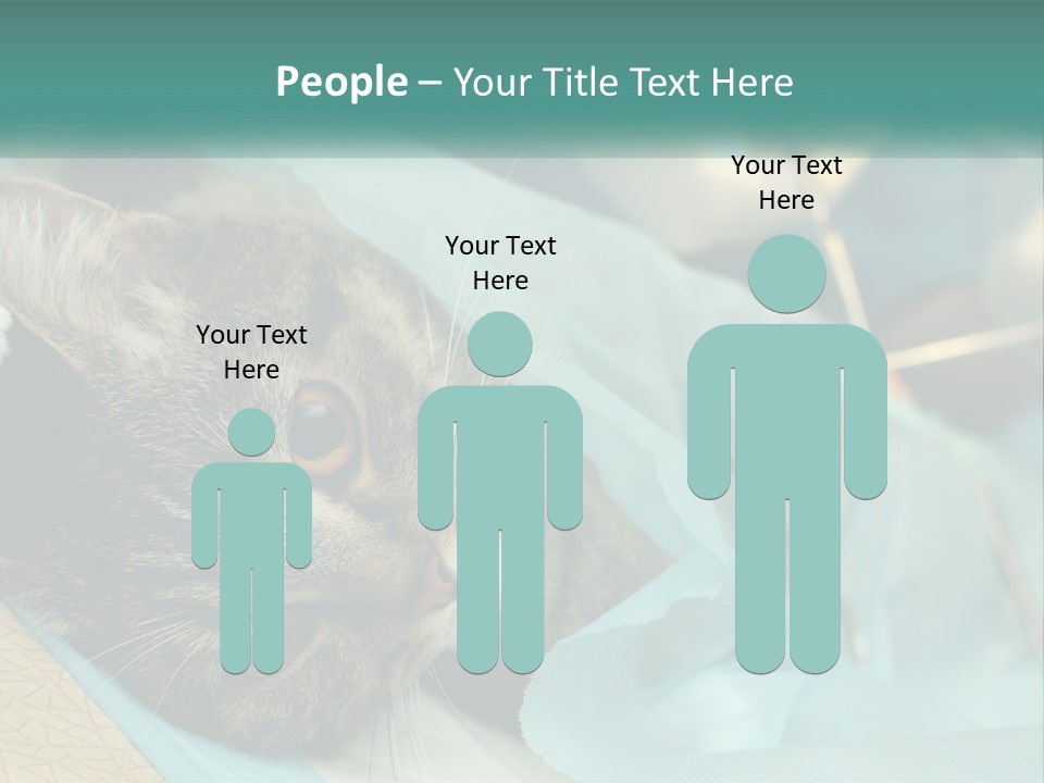 A Cat Laying On Top Of A Blue Bag PowerPoint Template