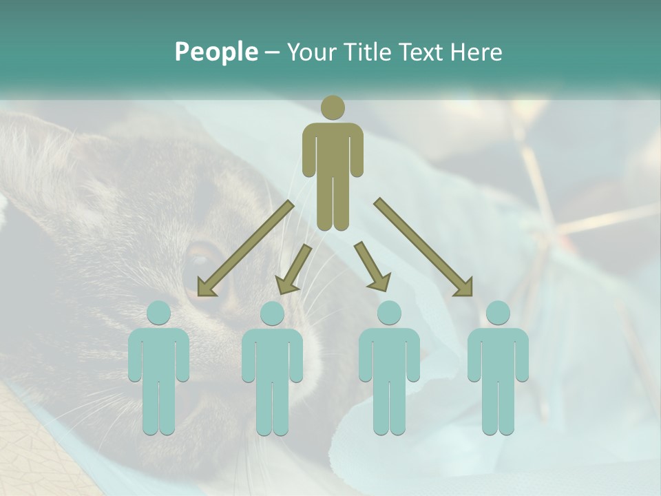 A Cat Laying On Top Of A Blue Bag PowerPoint Template