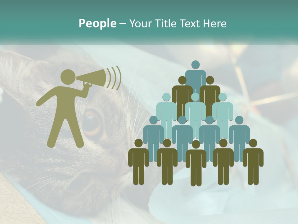 A Cat Laying On Top Of A Blue Bag PowerPoint Template