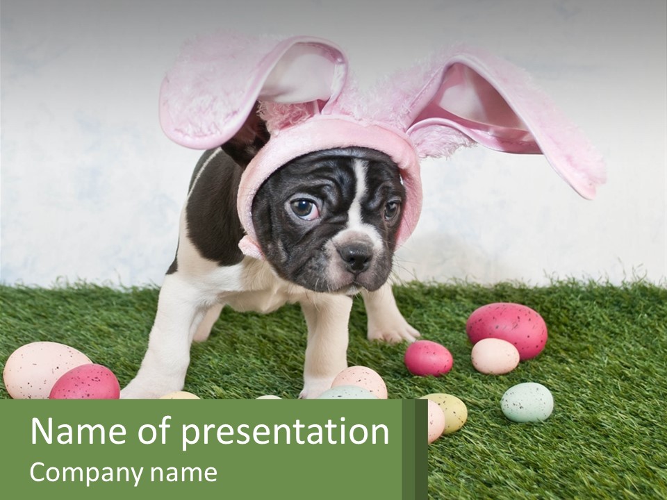 A Small Dog Wearing A Pink Bunny Costume PowerPoint Template