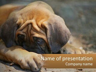 A Brown Dog Laying Down On The Ground PowerPoint Template