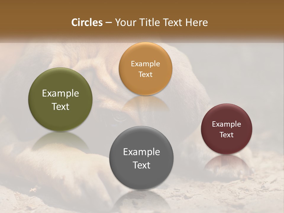 A Brown Dog Laying Down On The Ground PowerPoint Template