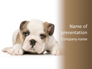 A Puppy Laying Down On The Ground With A White Background PowerPoint Template