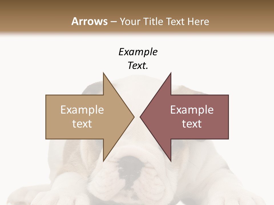 A Puppy Laying Down On The Ground With A White Background PowerPoint Template