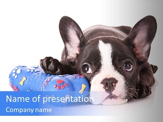 A Black And White Dog Laying On Top Of A Blue Toy PowerPoint Template