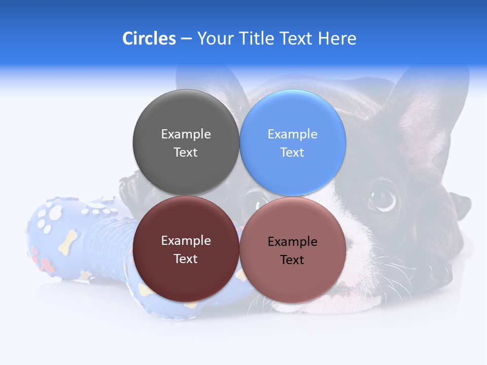 A Black And White Dog Laying On Top Of A Blue Toy PowerPoint Template