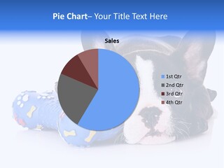 A Black And White Dog Laying On Top Of A Blue Toy PowerPoint Template
