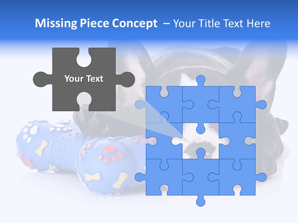 A Black And White Dog Laying On Top Of A Blue Toy PowerPoint Template