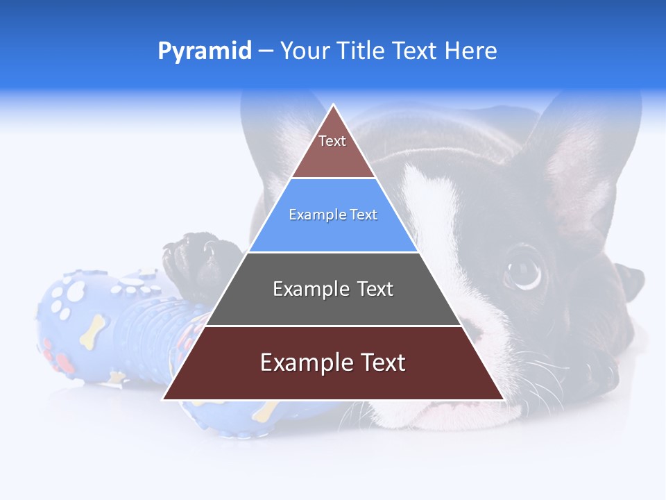 A Black And White Dog Laying On Top Of A Blue Toy PowerPoint Template