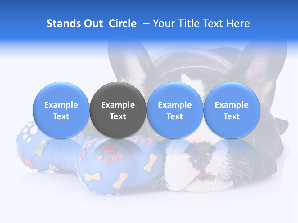 A Black And White Dog Laying On Top Of A Blue Toy PowerPoint Template