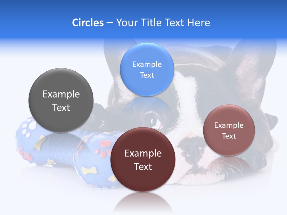 A Black And White Dog Laying On Top Of A Blue Toy PowerPoint Template