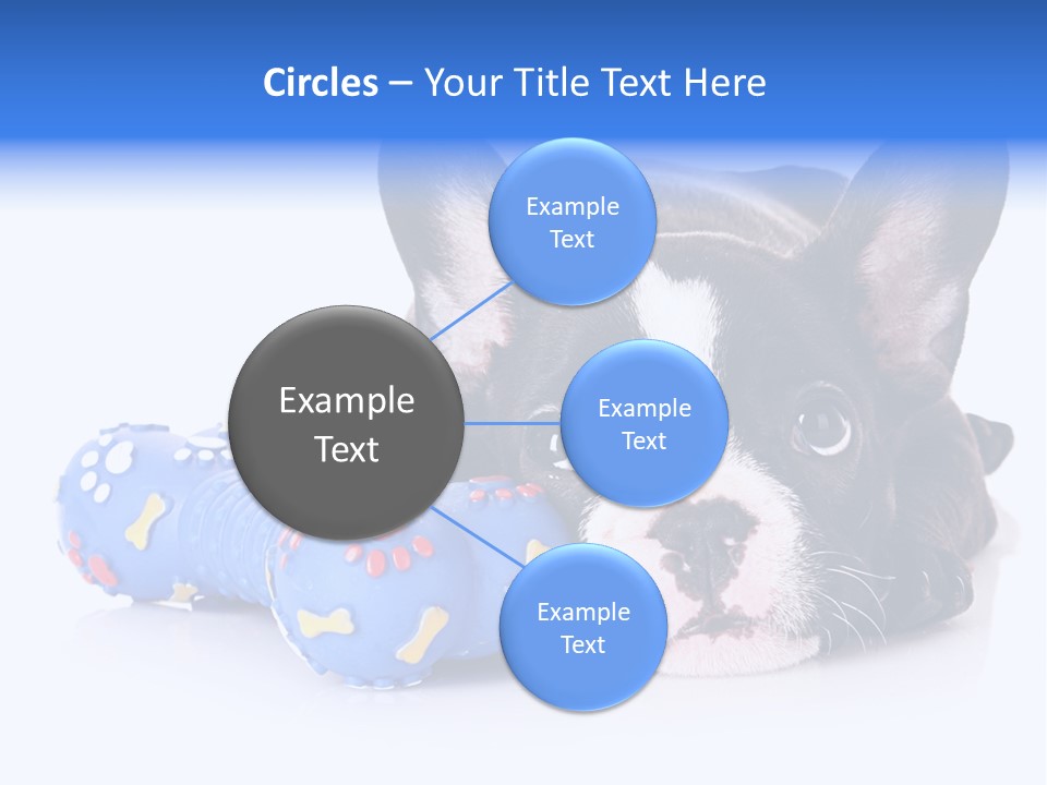 A Black And White Dog Laying On Top Of A Blue Toy PowerPoint Template