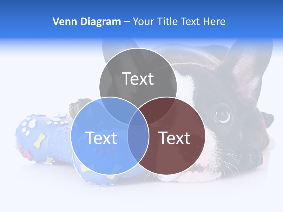 A Black And White Dog Laying On Top Of A Blue Toy PowerPoint Template