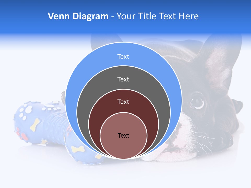 A Black And White Dog Laying On Top Of A Blue Toy PowerPoint Template