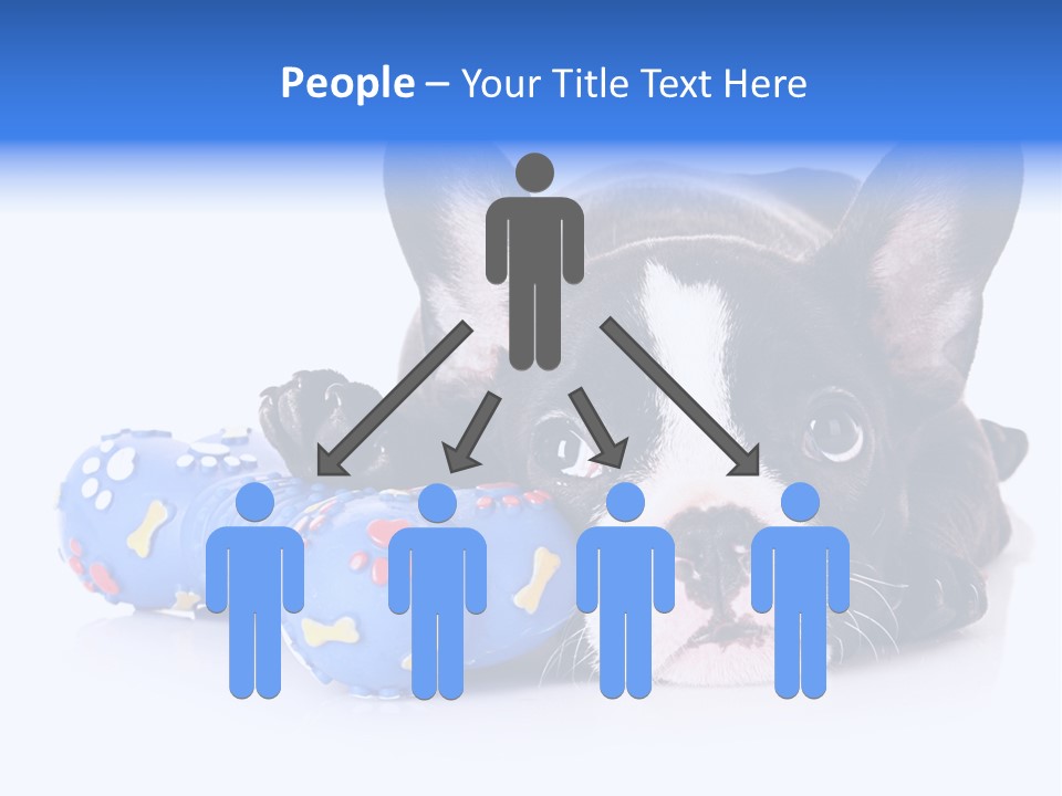 A Black And White Dog Laying On Top Of A Blue Toy PowerPoint Template