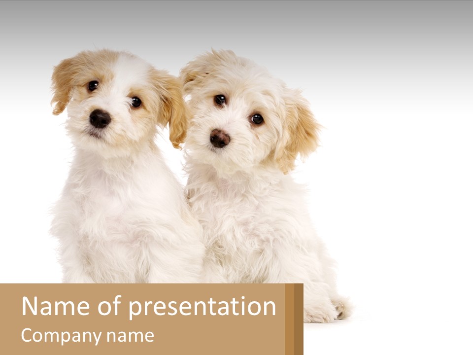Two Small White Dogs Sitting Next To Each Other PowerPoint Template