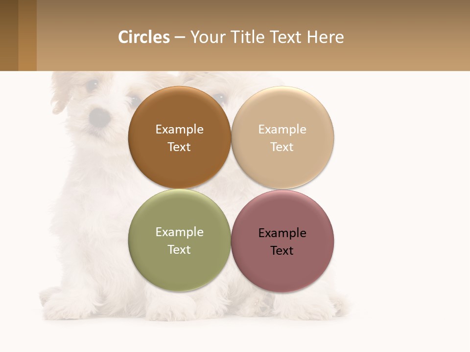 Two Small White Dogs Sitting Next To Each Other PowerPoint Template