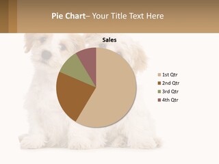 Two Small White Dogs Sitting Next To Each Other PowerPoint Template