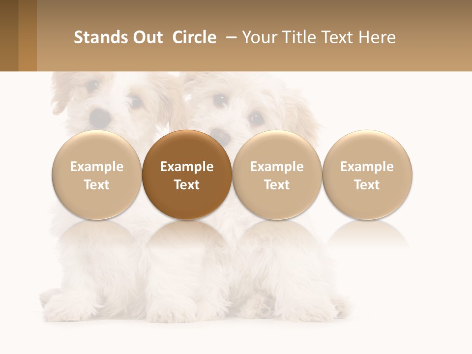 Two Small White Dogs Sitting Next To Each Other PowerPoint Template