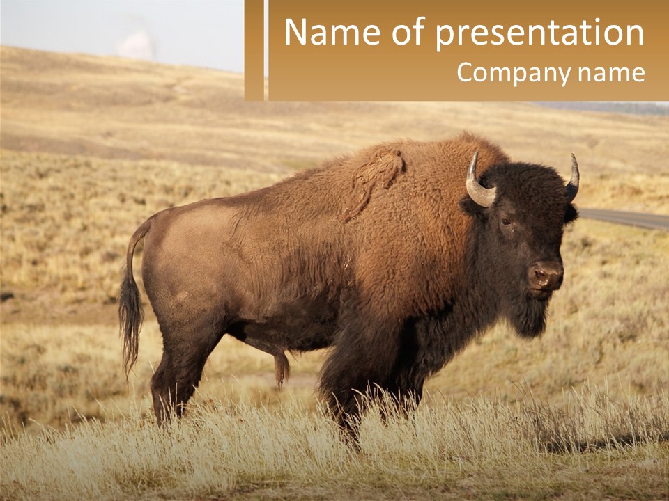 A Bison Standing In A Grassy Field With A Road In The Background PowerPoint Template