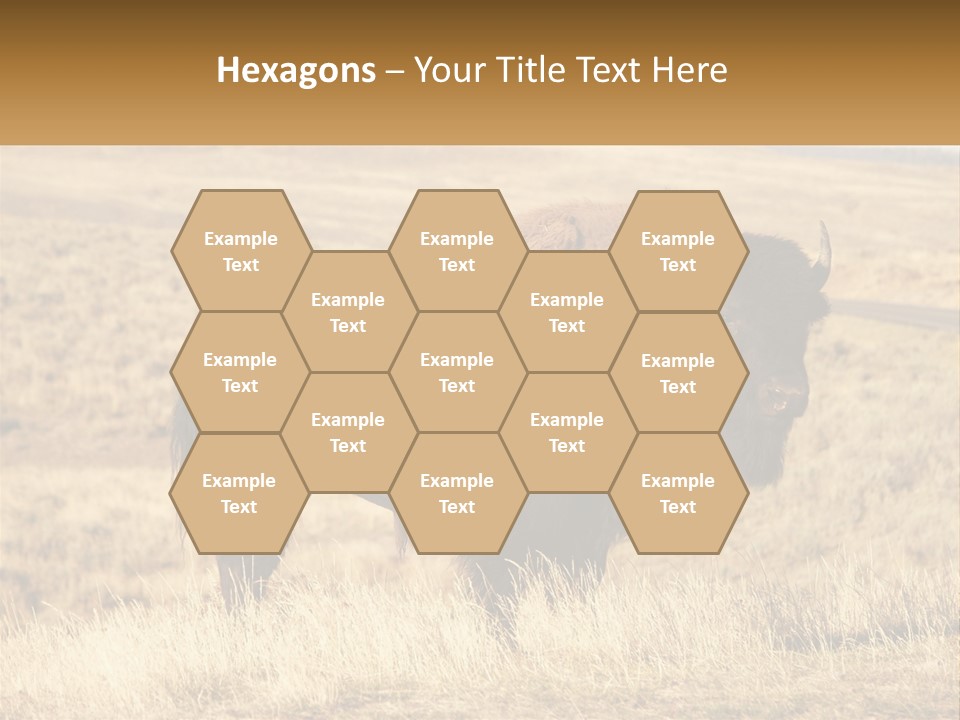 A Bison Standing In A Grassy Field With A Road In The Background PowerPoint Template