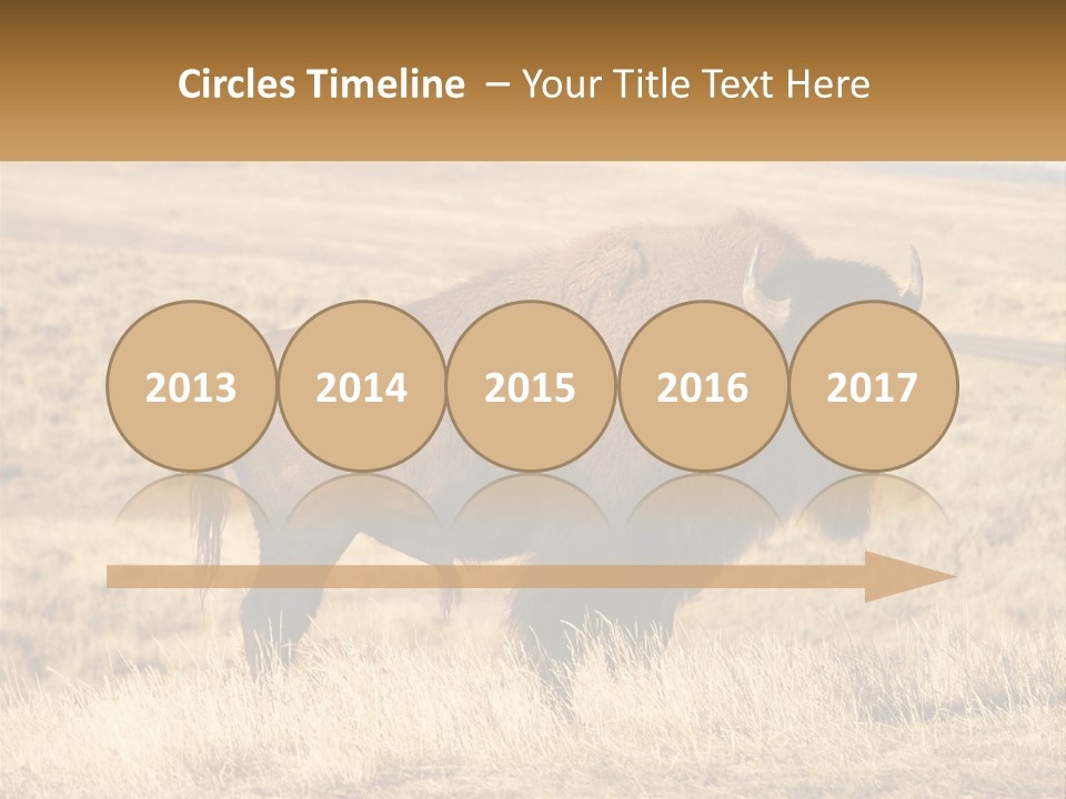 A Bison Standing In A Grassy Field With A Road In The Background PowerPoint Template