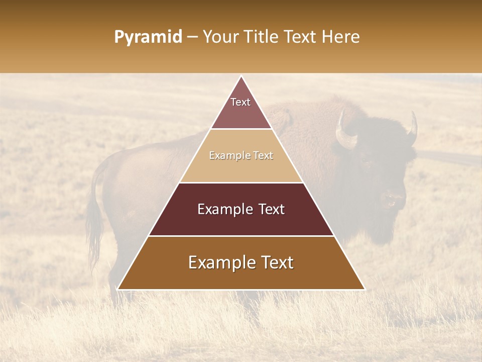 A Bison Standing In A Grassy Field With A Road In The Background PowerPoint Template