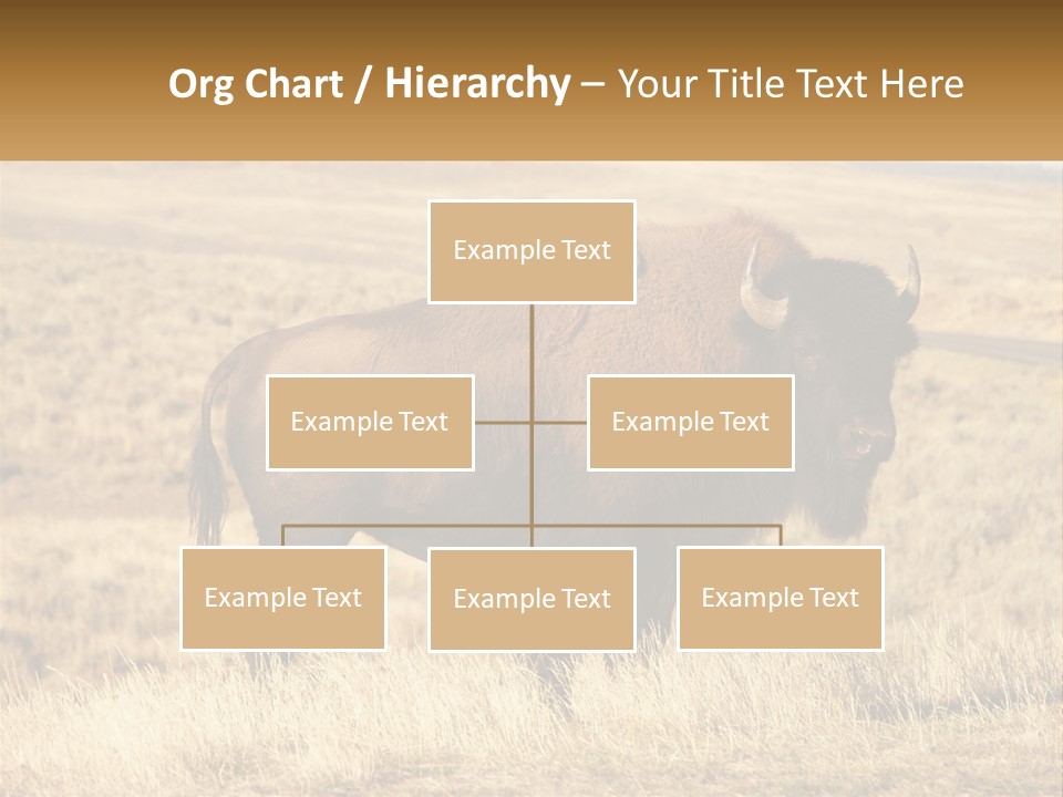 A Bison Standing In A Grassy Field With A Road In The Background PowerPoint Template