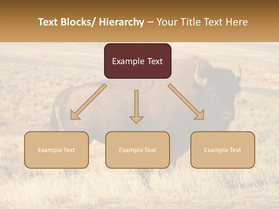 A Bison Standing In A Grassy Field With A Road In The Background PowerPoint Template