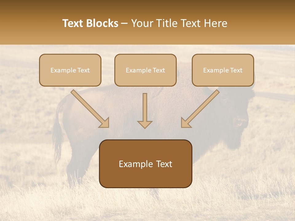 A Bison Standing In A Grassy Field With A Road In The Background PowerPoint Template