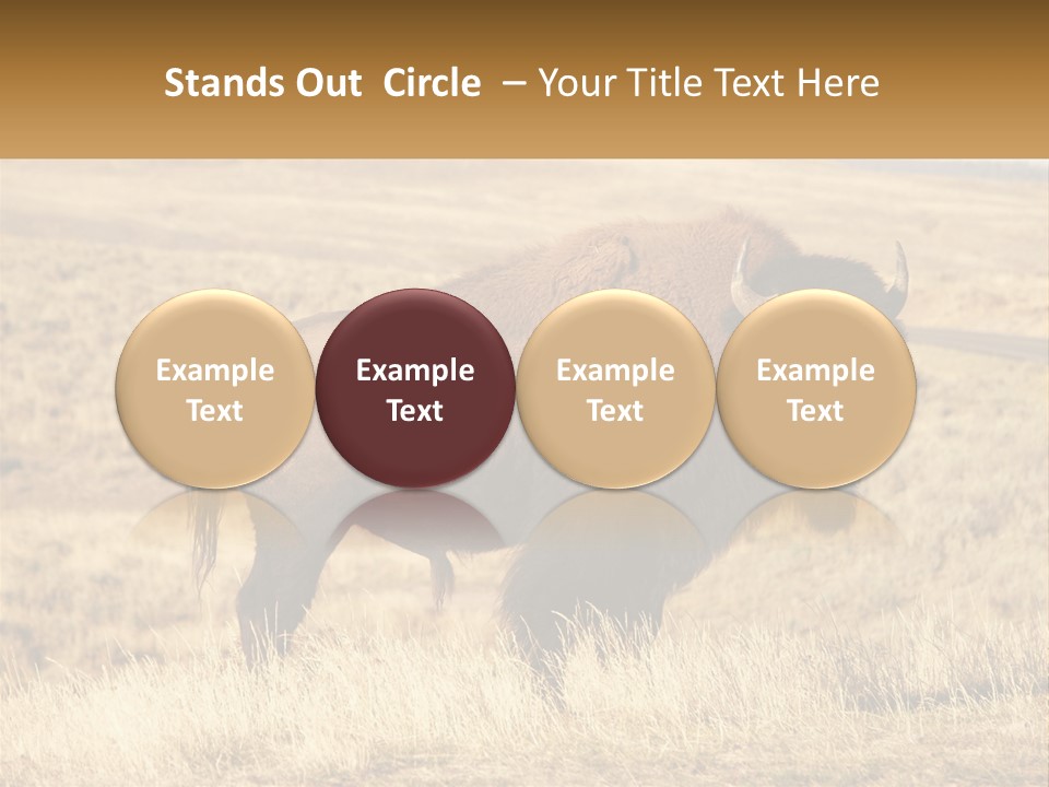 A Bison Standing In A Grassy Field With A Road In The Background PowerPoint Template