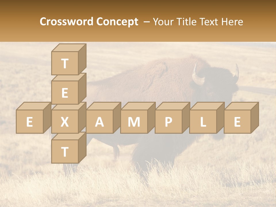 A Bison Standing In A Grassy Field With A Road In The Background PowerPoint Template