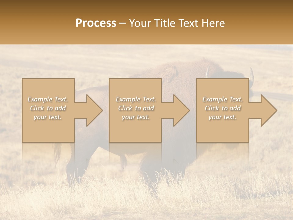 A Bison Standing In A Grassy Field With A Road In The Background PowerPoint Template