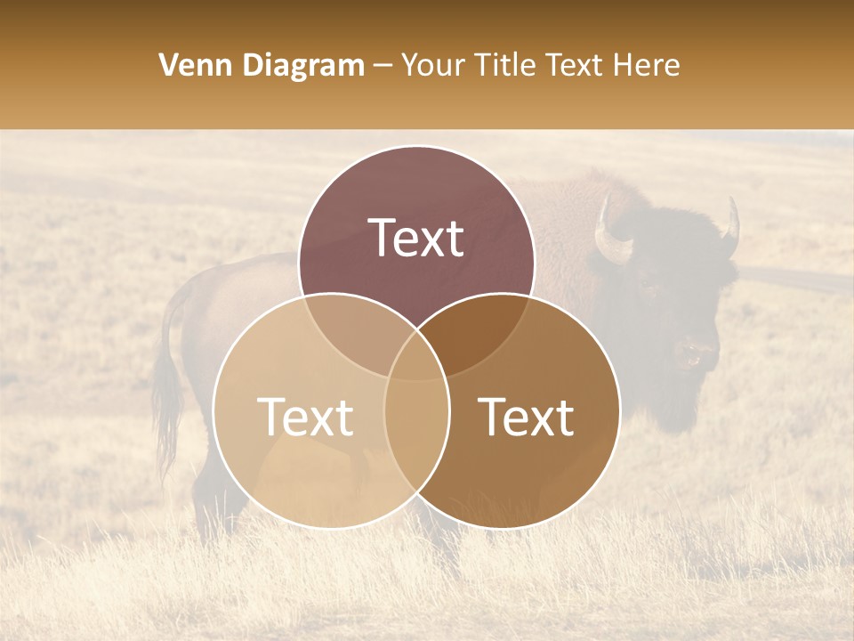 A Bison Standing In A Grassy Field With A Road In The Background PowerPoint Template