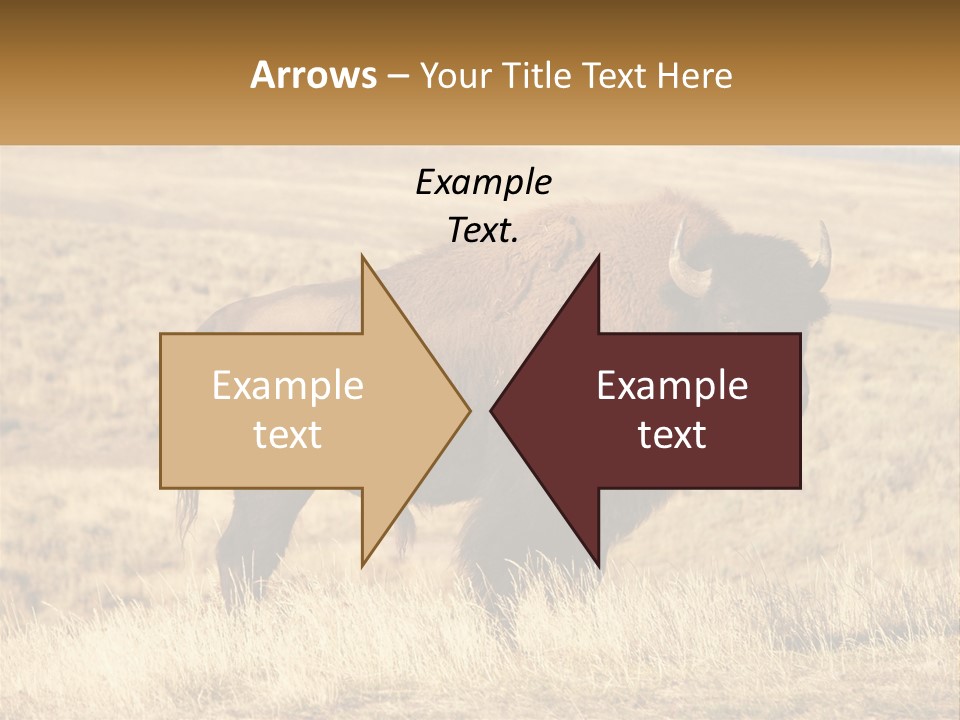 A Bison Standing In A Grassy Field With A Road In The Background PowerPoint Template