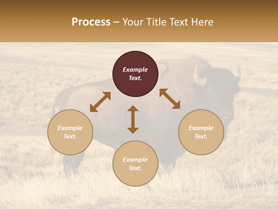 A Bison Standing In A Grassy Field With A Road In The Background PowerPoint Template