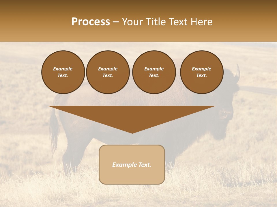 A Bison Standing In A Grassy Field With A Road In The Background PowerPoint Template