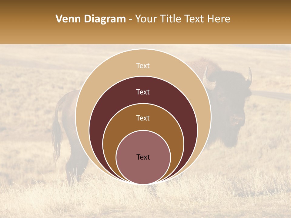 A Bison Standing In A Grassy Field With A Road In The Background PowerPoint Template