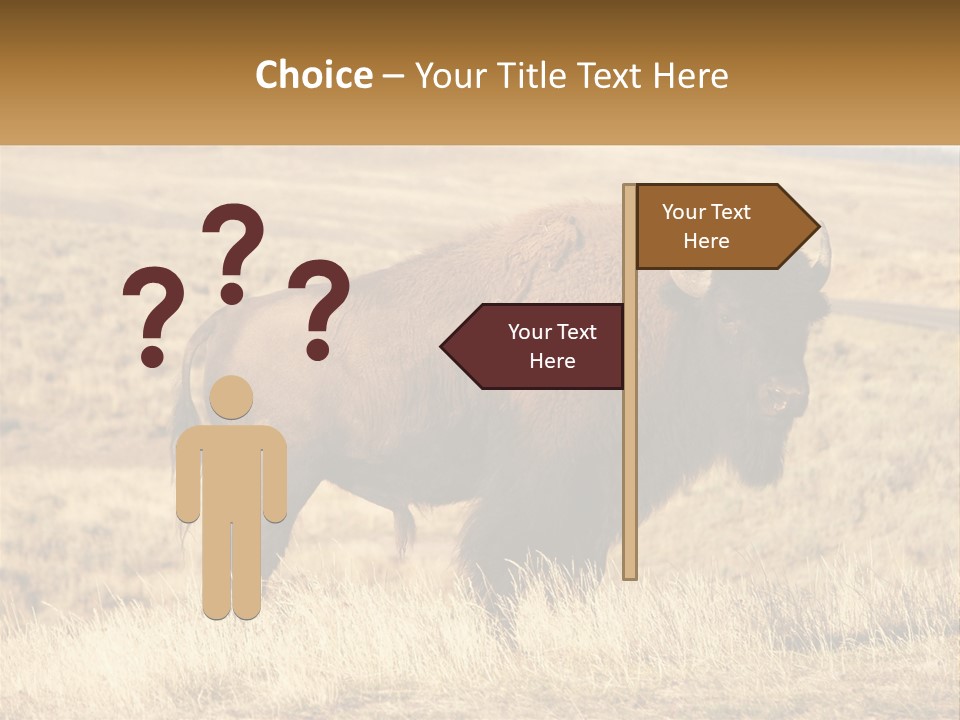 A Bison Standing In A Grassy Field With A Road In The Background PowerPoint Template