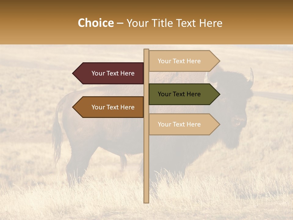 A Bison Standing In A Grassy Field With A Road In The Background PowerPoint Template