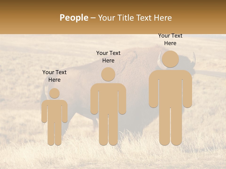 A Bison Standing In A Grassy Field With A Road In The Background PowerPoint Template