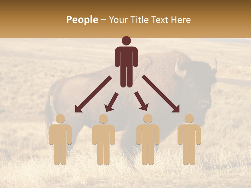 A Bison Standing In A Grassy Field With A Road In The Background PowerPoint Template