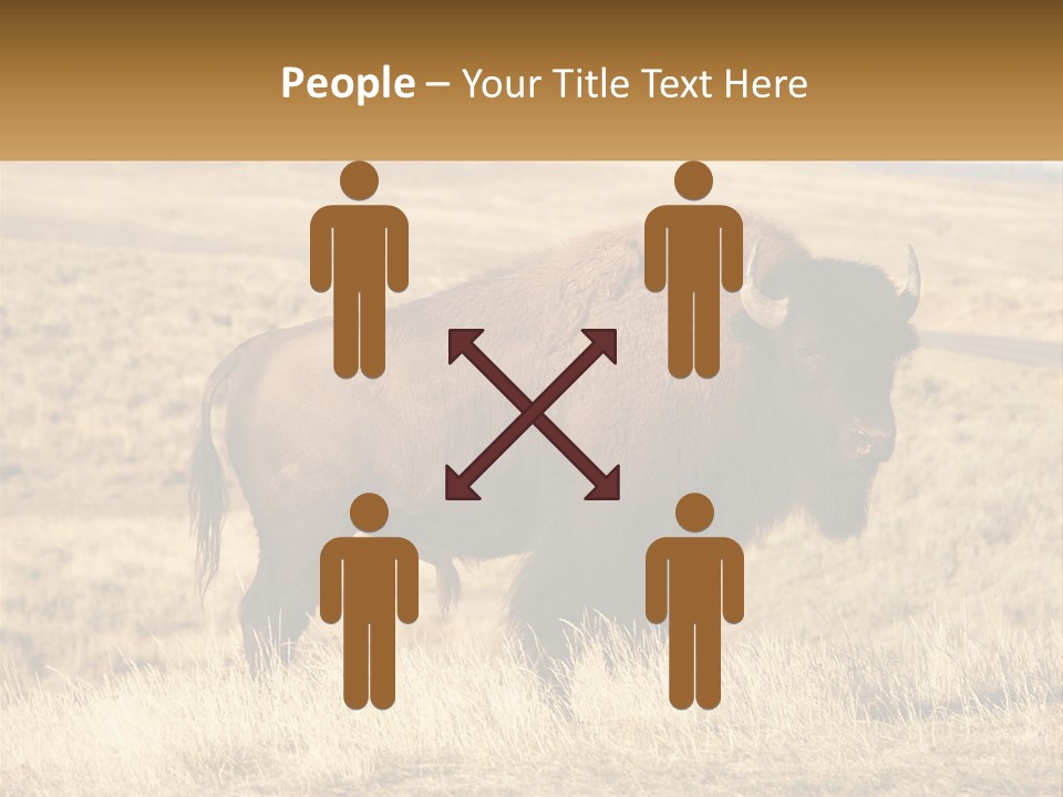 A Bison Standing In A Grassy Field With A Road In The Background PowerPoint Template