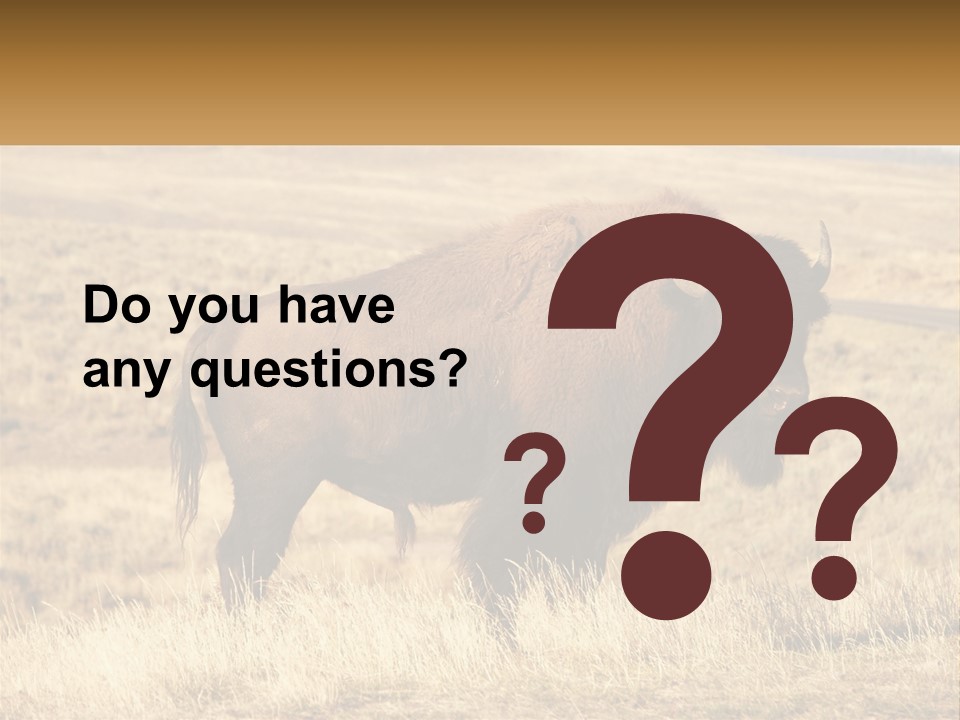 A Bison Standing In A Grassy Field With A Road In The Background PowerPoint Template