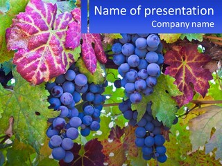 A Bunch Of Grapes Hanging From A Tree PowerPoint Template