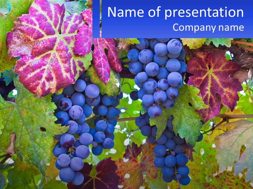 A Bunch Of Grapes Hanging From A Tree PowerPoint Template