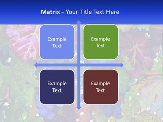 A Bunch Of Grapes Hanging From A Tree PowerPoint Template