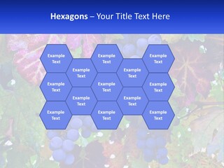 A Bunch Of Grapes Hanging From A Tree PowerPoint Template