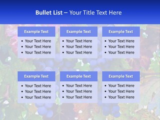 A Bunch Of Grapes Hanging From A Tree PowerPoint Template