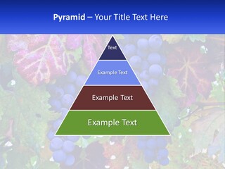 A Bunch Of Grapes Hanging From A Tree PowerPoint Template